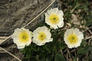 Alpine Rose,  flower of the ranunculaceae growing on the pizol