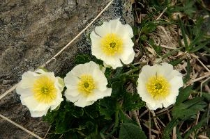 Alpine Rose,  flower of the ranunculaceae growing on the pizol