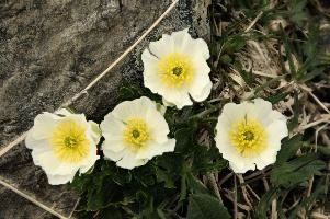 Alpine Rose,  flower of the ranunculaceae growing on the pizol