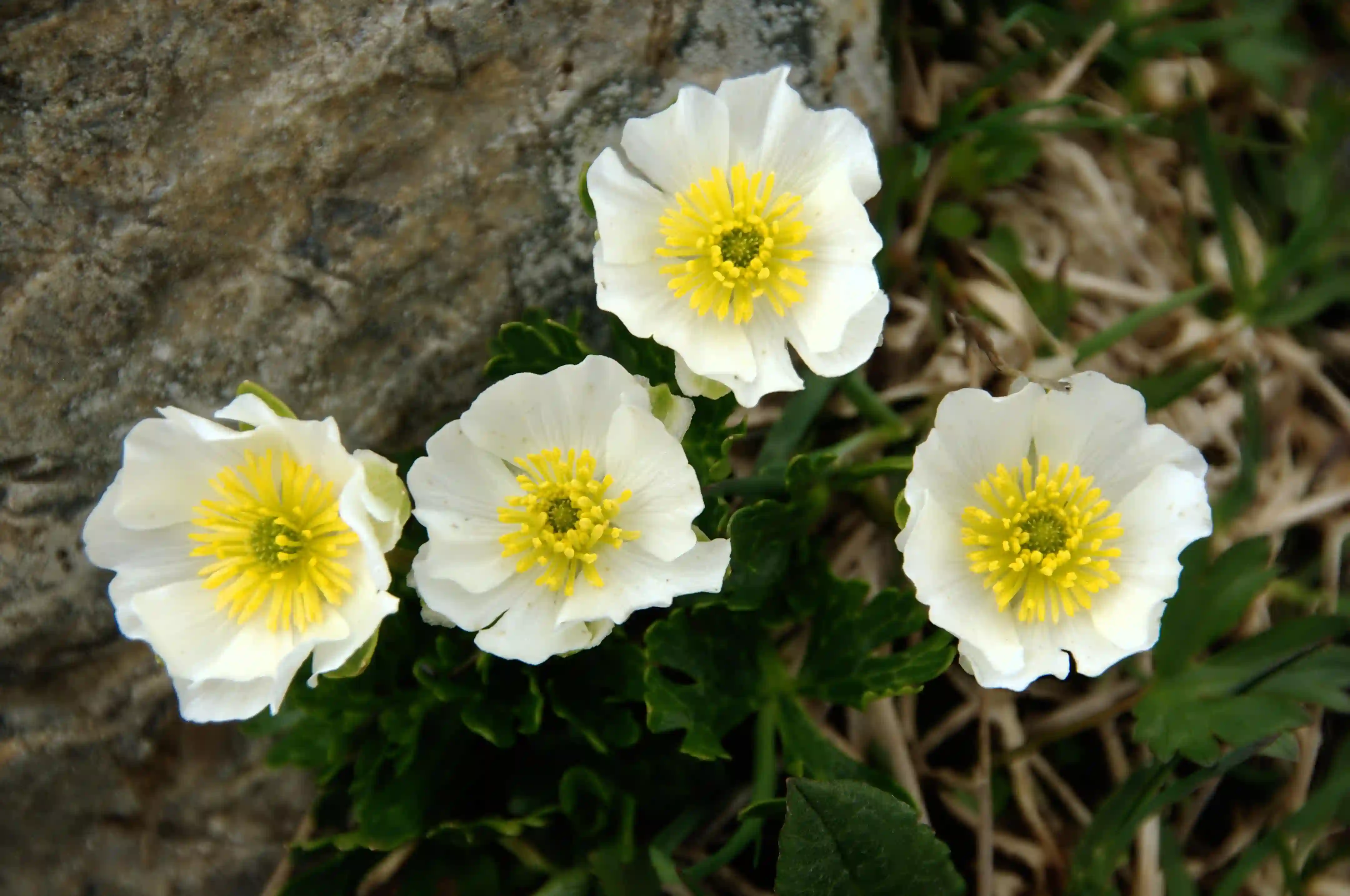 Ranunculus alpestris; flower of the Ranunculaceae growing on the Pizol, closeup, ranunculaceae, blossom, plant, yellow, bloom, pizol, white, beautiful, outdoor, wangs, alpine, nature, switzerland, alpestris, mels, summer, mountains, fresh, spring, alpine, flower, schweiz, alps, floral, sargans, sargans, flora, ranunculus,  flower of the ranunculaceae growing on the pizol