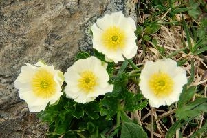 Alpine Rose,  flower of the ranunculaceae growing on the pizol
