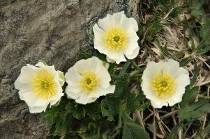 Alpine Rose,  flower of the ranunculaceae growing on the pizol