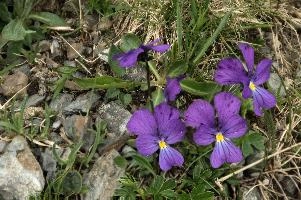 Alpine Pansy, alps, mountains, flower, sargans, schweiz, alpine