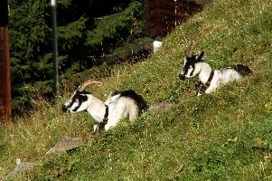 dsc_186628.jpg