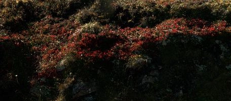 Alpine Vegetation, wangs, alps, switzerland, red, fleaves, sargans, mountains, schweiz, pizol, hiking, mels, bilberry, walking