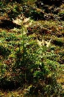 dsc_186980.jpg