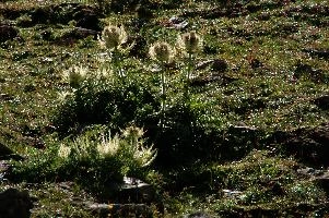 dsc_186985.jpg