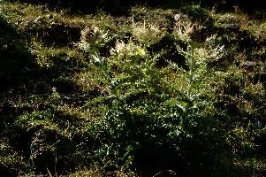 dsc_187010.jpg
