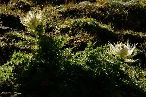 dsc_187012.jpg