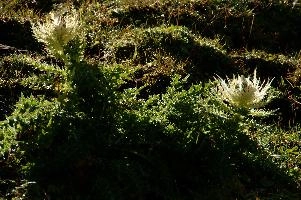 dsc_187015.jpg