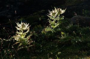 dsc_187020.jpg