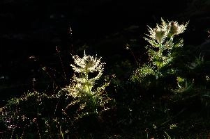 dsc_187024.jpg