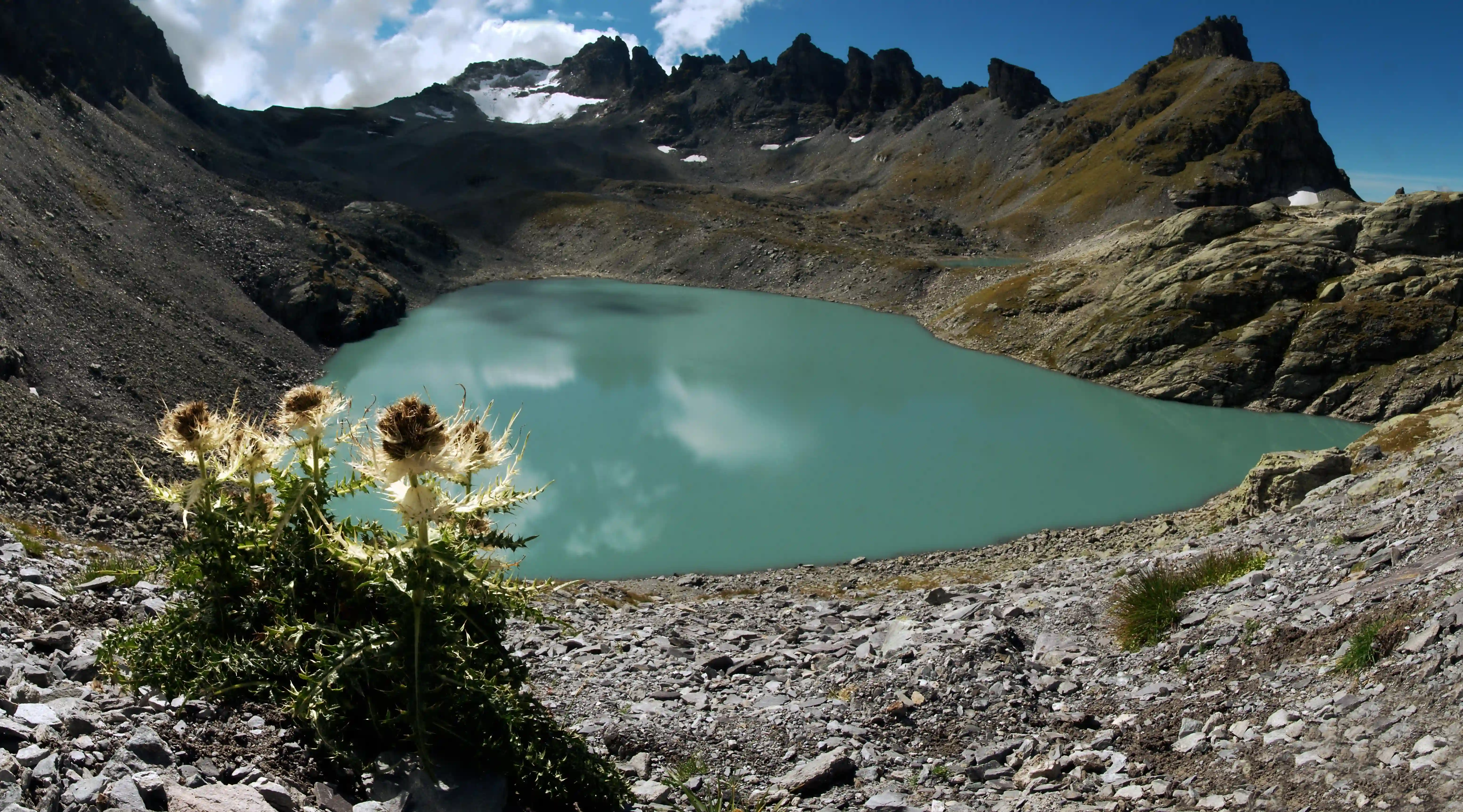 Cirsium spinosissimum; Spiniest thistle and teal waters of the Wildsee, first lake on the Pizol 5-lakes walk starting at the top, Swiss Alps, beautiful, outdoor, teal, summer, alps, opal, swiss, sunny, 5-lakes, nature, sunshine, glacial, lake, mountains, summer, green, wildsee, mountain, standing, alpine, thistle, pizol, mels, sky, water, spiniest, wangs, landscape, sargans, walking, spinosissimum, mels, lake, rock, view, cirsium, sargans, hiking, pizol, travel, scenery, switzerland, blue, outdoors, tourism, dramatic