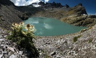 Cirsium spinosissimum; Spiniest thistle and teal waters of the Wildsee, first lake on the Pizol 5-lakes walk starting at the top, Swiss Alps, beautiful, outdoor, teal, summer, alps, opal, swiss, sunny, 5-lakes, nature, sunshine, glacial, lake, mountains, summer, green, wildsee, mountain, standing, alpine, thistle, pizol, mels, sky, water, spiniest, wangs, landscape, sargans, walking, spinosissimum, mels, lake, rock, view, cirsium, sargans, hiking, pizol, travel, scenery, switzerland, blue, outdoors, tourism, dramatic