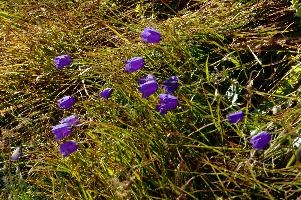 Alpine Harebell on the slopes near Sargans, Swiss Rhine valley, purple, mauve, botany, blue, native, switzerland, wildflower, campanula, flora, harebell, wild, flower, mountains, pizol, alpine, wangs, pasture, sargans, meadow