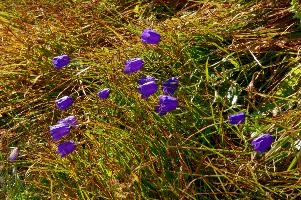 dsc_187719.jpg