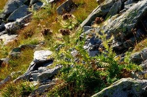 Alpine Thistle, beautiful, wangs, mels, thistle, green, wildflower, environment, nature, cirsium, spinosissimum, alps, thorny, mountain, switzerland, alpine, outdoor, swiss, botany, spiniest, mountains, spines, pizol, outdoors, summer, landscape, wild, flora, natural, native, sargans, rough