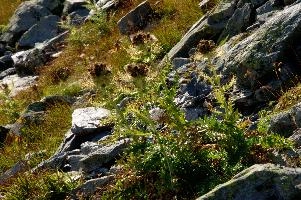 Alpine Thistle, beautiful, wangs, mels, thistle, green, wildflower, environment, nature, cirsium, spinosissimum, alps, thorny, mountain, switzerland, alpine, outdoor, swiss, botany, spiniest, mountains, spines, pizol, outdoors, summer, landscape, wild, flora, natural, native, sargans, rough