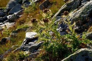 Alpine Thistle, beautiful, wangs, mels, thistle, green, wildflower, environment, nature, cirsium, spinosissimum, alps, thorny, mountain, switzerland, alpine, outdoor, swiss, botany, spiniest, mountains, spines, pizol, outdoors, summer, landscape, wild, flora, natural, native, sargans, rough