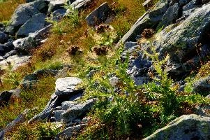 Alpine Thistle, beautiful, wangs, mels, thistle, green, wildflower, environment, nature, cirsium, spinosissimum, alps, thorny, mountain, switzerland, alpine, outdoor, swiss, botany, spiniest, mountains, spines, pizol, outdoors, summer, landscape, wild, flora, natural, native, sargans, rough