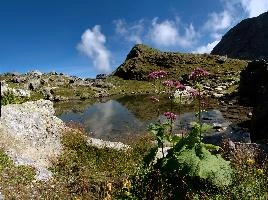 Adenostyles alliariae; Alpine pool and wildflowers on the Pizol, mauve, pool, travel, landscape, pond, terrain, hiking, pizol, switzerland, flower, peaks, summer, environment, outdoor, stone, daytime, nobody, sky, wild, blue, nature, sargans, waterside, beautiful, mountains, rough, water, alps, mountain, rock, wangs, alpine, mels, purple, walking,  alpine pool and wildflowers on the pizol