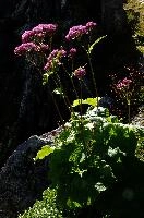 dsc_187924.jpg