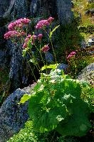 Alpine Bog Plant,  alpine pool and wildflowers on the pizol