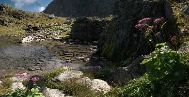 Alpine Pool,  alpine pool and wildflowers on the pizol