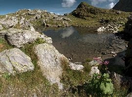 Alpine Pool,  alpine pool and wildflowers on the pizol