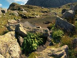 Alpine Pool,  alpine pool and wildflowers on the pizol