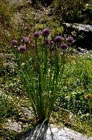 Allium on Pizol, sargans, alps, mels, pizol, switzerland, wangs, mountains