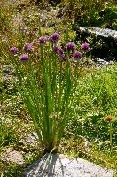Allium, wangs, onion, mauve, silberdistel, flora, thistle, sargans, chives, schweiz, alps, pizol, schoenoprasum, mountain, alpine, allium, flower, wildflower, wild, herb, meadow