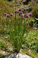 Allium, wangs, onion, mauve, silberdistel, flora, thistle, sargans, chives, schweiz, alps, pizol, schoenoprasum, mountain, alpine, allium, flower, wildflower, wild, herb, meadow