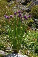 Allium, wangs, onion, mauve, silberdistel, flora, thistle, sargans, chives, schweiz, alps, pizol, schoenoprasum, mountain, alpine, allium, flower, wildflower, wild, herb, meadow