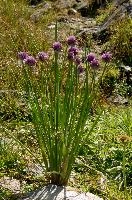 Allium, wangs, onion, mauve, silberdistel, flora, thistle, sargans, chives, schweiz, alps, pizol, schoenoprasum, mountain, alpine, allium, flower, wildflower, wild, herb, meadow