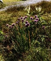 Allium schoenoprasum; wild chives growing on the meadows of the Pizol, Swiss Alps, schoenoprasum, chives, onion, herb, allium, meadow, mauve, mountain, flower, alpine, pizol, alps, wangs, flora, sargans, wildflower, schweiz, wild
