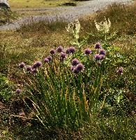 Allium, wangs, schoenoprasum, onion, flower, alpine, allium, sargans, wild, schweiz, mountain, pizol, wildflower, herb, meadow, chives, mauve, alps, flora
