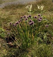 Allium, wangs, schoenoprasum, onion, flower, alpine, allium, sargans, wild, schweiz, mountain, pizol, wildflower, herb, meadow, chives, mauve, alps, flora