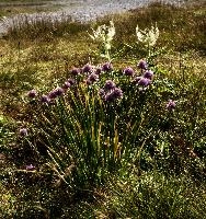 Chives, wangs, chives, allium, flower, alps, schweiz, mels, schoenoprasum, sargans, alpine, pizol, wild, meadow, mountain, onion, mauve, flora, wildflower, herb