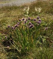Allium, wangs, schoenoprasum, onion, flower, alpine, allium, sargans, wild, schweiz, mountain, pizol, wildflower, herb, meadow, chives, mauve, alps, flora
