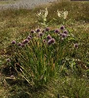Allium, wangs, schoenoprasum, onion, flower, alpine, allium, sargans, wild, schweiz, mountain, pizol, wildflower, herb, meadow, chives, mauve, alps, flora