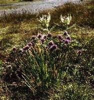 Allium schoenoprasum; wild chives growing on the meadows of the Pizol, Swiss Alps, schoenoprasum, chives, onion, herb, allium, meadow, mauve, mountain, flower, alpine, pizol, alps, wangs, flora, sargans, wildflower, schweiz, wild