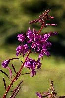dsc_188305.jpg