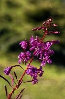 dsc_188308.jpg