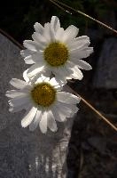 Alpine Daisies, ox-eye, white, meadow, switzerland, nature, flums, macro, vulgare, petals, daisies, leucanthemum, summer, closeup, daisy, bloom, yellow, flora, flowers, plant, isolated, stony, europe, wildflower, flower, beauty, blossom