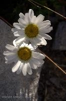 Alpine Daisies, ox-eye, white, meadow, switzerland, nature, flums, macro, vulgare, petals, daisies, leucanthemum, summer, closeup, daisy, bloom, yellow, flora, flowers, plant, isolated, stony, europe, wildflower, flower, beauty, blossom