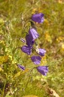 Campanula sp., switzerland, harebell, mountain, meadow, flower, flumserberg, closeup, europe, scheuchzeri, switzerland, nature, blooming, walenstadt, beauty, blue, flora, plant, purple, macro, campanula, alps, violet, mauve, summer, flowers