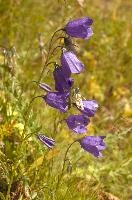 Campanula sp., switzerland, harebell, mountain, meadow, flower, flumserberg, closeup, europe, scheuchzeri, switzerland, nature, blooming, walenstadt, beauty, blue, flora, plant, purple, macro, campanula, alps, violet, mauve, summer, flowers