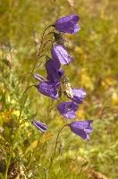 Campanula sp., switzerland, harebell, mountain, meadow, flower, flumserberg, closeup, europe, scheuchzeri, switzerland, nature, blooming, walenstadt, beauty, blue, flora, plant, purple, macro, campanula, alps, violet, mauve, summer, flowers