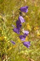 Campanula sp., switzerland, harebell, mountain, meadow, flower, flumserberg, closeup, europe, scheuchzeri, switzerland, nature, blooming, walenstadt, beauty, blue, flora, plant, purple, macro, campanula, alps, violet, mauve, summer, flowers